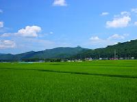 野菜
